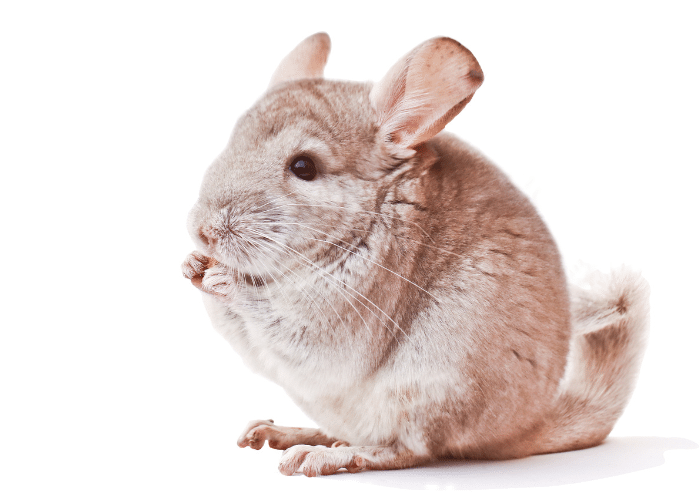 Do Chinchillas Like To Swim? - My Pet Rodents