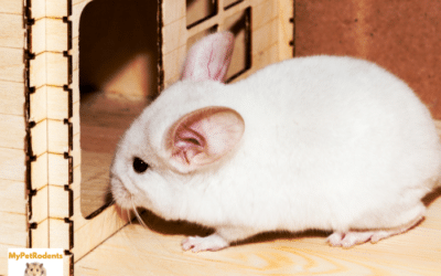 Is A Chinchilla A Low Maintenance Pet?
