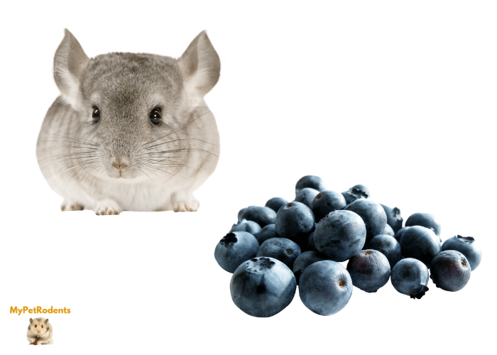 can chinchillas eat blueberries