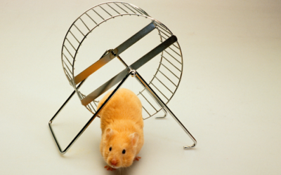 What Do Hamsters Like in Their Cage?