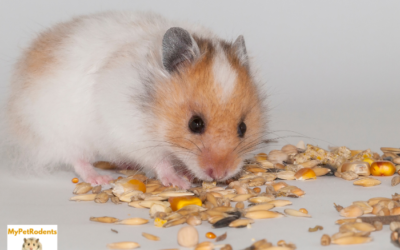 Is A Hamster A Low Maintenance Pet?