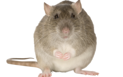 Do Rats Like To be Held?