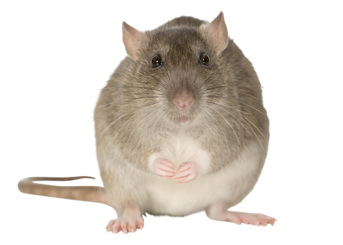 rats002