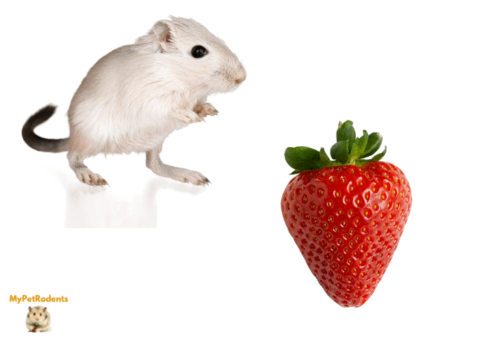 Can Gerbils Eat Strawberries