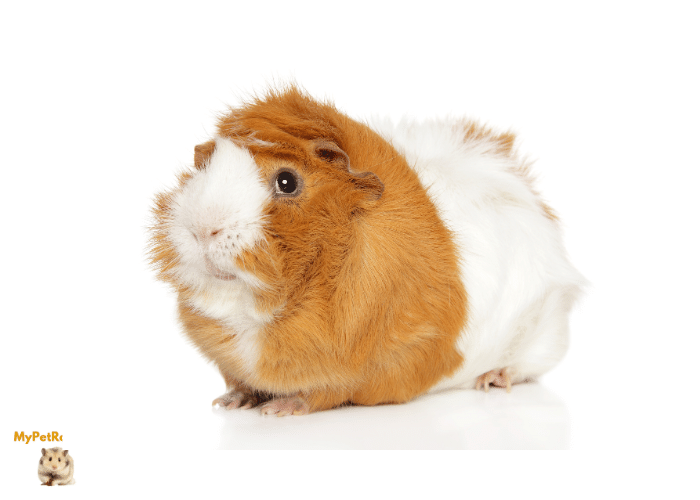 Photo inspiration: Fresh Look at Do Guinea Pigs Have Long Tails