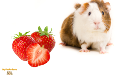 Can Guinea Pigs Eat Strawberries?