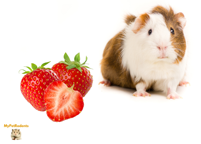 can guinea pigs eat strawberries