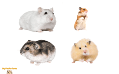 Types Of Hamster Breeds