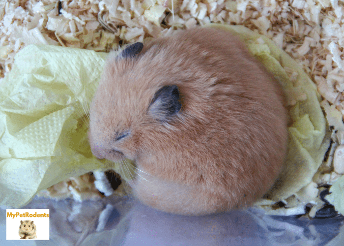 Photo inspiration: Fresh Look at The Coziest Retreats What Do Hamsters Like To Sleep In